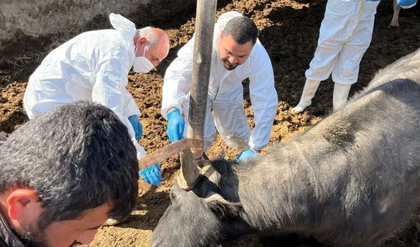 محافظ واسط يوجّه بمنع دخول المواشي للحد من انتشار الحمى النزفية