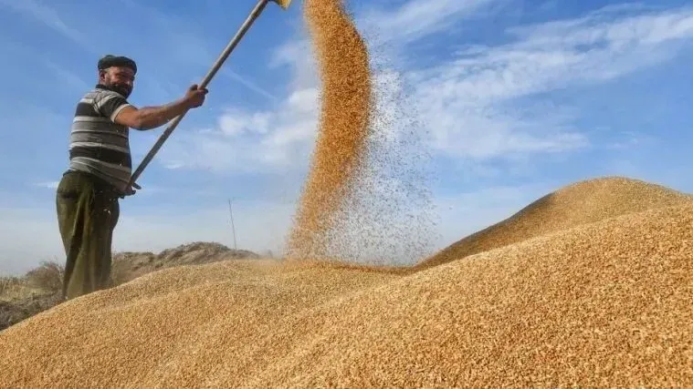 بين الديون والمحاكم.. مستحقات الحنطة المؤجلة تهدد مستقبل المزارعين في العراق - عاجل